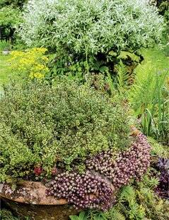 Mon Jardin & Ma Maison 793 AROMATIQUES, DES ODEURS ET DES COULEURS