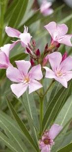 Mon Jardin & Ma Maison 793 LE LAURIER-ROSE, PAS QUE ROSE ET POUR LE CHAUD