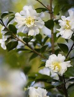 Mon Jardin & Ma Maison 793 APRÈS UN DÉMÉNAGEMENT, J'AI REPLANTÉ MON CAMÉLIA SASANQUA DANS UNE TERRE SABLEUSE MAIS TRÈS HUMIDE, AU PIED D'UN MUR ORIENTÉ NORD-EST ET OMBRAGÉ PAR UN FIGUIER. DEPUIS, SES FEUILLES SE TACHENT, MÊME S'IL A BIEN FLEURI L'HIVER DERNIER.