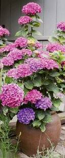 Mon Jardin & Ma Maison 793 JE METS DU MARC DE CAFÉ DANS MES HORTENSIAS EN POT, QUI SEMBLENT APPRÉCIER. EST-CE UN BON ENGRAIS ?