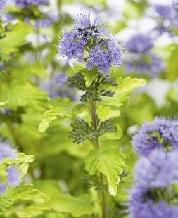 Mon Jardin & Ma Maison 793 CARYOPTERIS × CLANDONENSIS 'HINT OF GOLD'