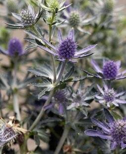 Mon Jardin & Ma Maison 793 ERYNGIUM 'BLUE HOBBIT'