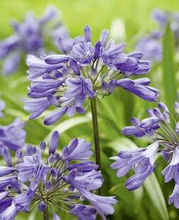 Mon Jardin & Ma Maison 793 AGAPANTHE 'EVER SAPPHIRE'