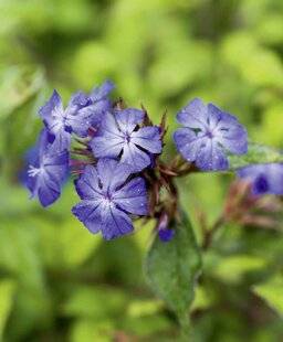 Mon Jardin & Ma Maison 793 CERATOSTIGMA PLUMBAGINOIDES