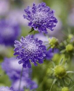 Mon Jardin & Ma Maison 793 SCABIEUSE ' BUTTERFLY BLUE'