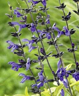 Mon Jardin & Ma Maison 793 SAUGE 'BLACK AND BLUE'