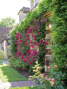 Mon Jardin & Ma Maison 794 APPRIVOISER LES GRAMINÉES