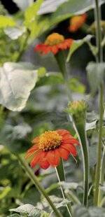 Mon Jardin & Ma Maison 794 TROIS FLEURS POUR UN ÉTÉ FOISONNANT