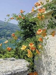 Mon Jardin & Ma Maison 794 CINQ FLORAISONS SPECTACULAIRES
