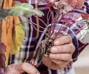 Mon Jardin & Ma Maison 794 L'HEURE DU RENOUVEAU POUR LES HEUCHÈRES