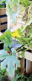 Mon Jardin & Ma Maison 794 SI L'OÏDIUM ATTAQUE LES COURGETTES