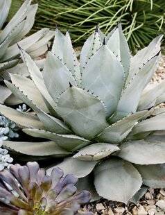 Mon Jardin & Ma Maison 794 LES SUCCULENTES, CHAMPIONNES DE L'ÉTÉ