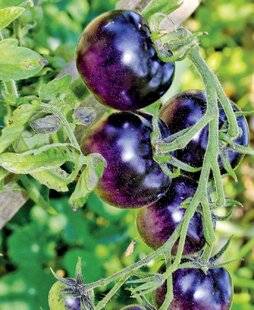 Mon Jardin & Ma Maison 794 TOMATE 'BOSQUE BLUE'
