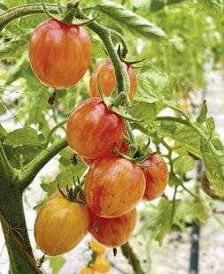 Mon Jardin & Ma Maison 794 TOMATE 'GOLDEN BUMBLE BEE'