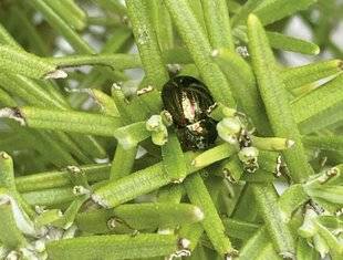 Mon Jardin & Ma Maison 794 QUEL EST CET INSECTE QUI ENVAHIT MON ROMARIN ?