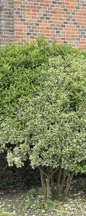 Mon Jardin & Ma Maison 794 MON FUSAIN PANACHÉ EST DE MOINS EN MOINS… PANACHÉ, ET C'EST ASSEZ JOLI ET SURPRENANT.MAIS QUE SE PASSE-T-IL ET FAUT-IL INTERVENIR ?