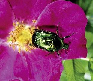 Mon Jardin & Ma Maison 794 JE VOIS REVENIR DE GROS COLÉOPTÈRES VERTS DANS MES ROSIERS. SONT-ILS DANGEREUX POUR LE JARDIN ?