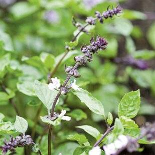 Mon Jardin & Ma Maison 794 MON BASILIC MONTE DÉJÀ EN FLEURS ! À PEINE PLANTÉ, IL PRODUIT DES FLEURS ET MOINS DE FEUILLES. QUE FAIRE ?