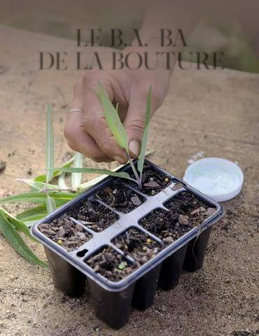 Mon Jardin & Ma Maison 795 MULTIPLIER SES PLANTES FACILEMENT LE B.A.-BA DE LA BOUTURE