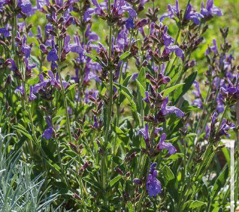 Mon Jardin & Ma Maison 795 UN COUP DE SÉCATEUR ET ÇA REPART… OU ÇA FAIT PROPRE