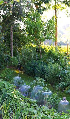Mon Jardin & Ma Maison 796 LE CHARME DISCRET DES CLOCHES DE POTAGER