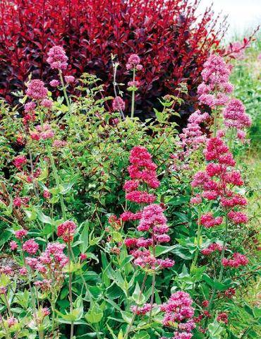 Mon Jardin & Ma Maison 796 LES FEUILLAGES POURPRES