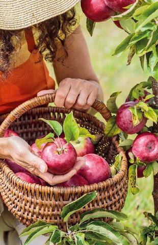 Mon Jardin & Ma Maison 796 TOUT POUR MA POMME
