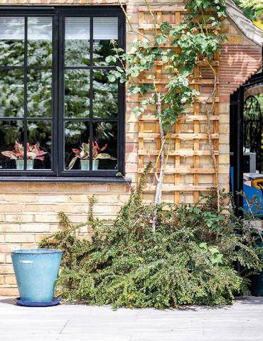 Mon Jardin & Ma Maison 796 INSTALLER SES PREMIÈRES GRIMPANTES