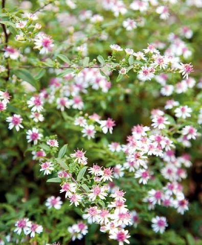 Mon Jardin & Ma Maison 796 8 FICHES LES ASTERS