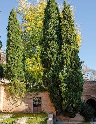 Mon Jardin & Ma Maison 797 CES ARBRES QUI NE PRENNENT PAS DE PLACE