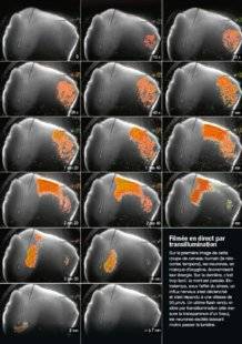 Science & Vie 1211 L A MORT EST...UN GRAND FLASH