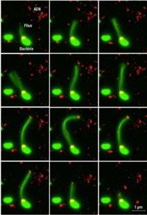 Science & Vie 1211 LE MICROPOIL DES BACTÉRIES A ÉTÉ VU PÊCHANT L'ADN