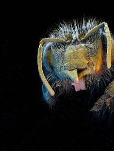 Science & Vie 1211 L'INTELLIGENCE DES ABEILLES