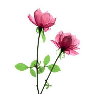 Science & Vie 1211 On sait de quoi la rose est le nom