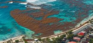 Science & Vie 1211 Le jour où... les sargasses ont étouffé les plages des Antilles