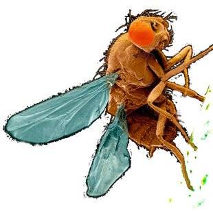 Science & Vie 1211 Les insectes peuvent-ils résister au gel ?