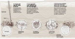 Science & Vie 1211 Pourquoi la peau n'élimine pas les tatouages ?