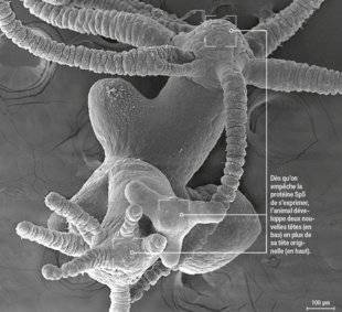 Science & Vie 1219 LE SECRET DE L'HYDRE A ÉTÉ PERCÉ À JOUR