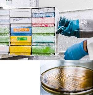Science & Vie 1219 Des bactéries agissent sur l'insulino-résistance