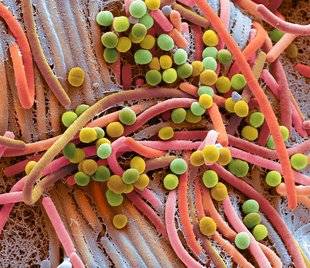 Science & Vie 1219 MICROBIOTES : ILS REDÉFINISSENT NOTRE SANTÉ