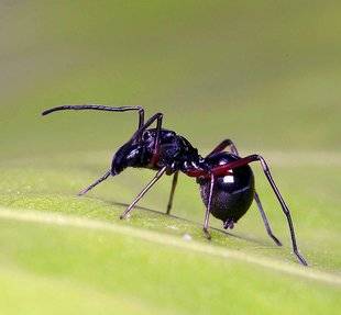 Science & Vie 1220 UNE ESPÈCE D'ARAIGNÉE “ALLAITE” SES PETITS JUSQU'À 40 JOURS