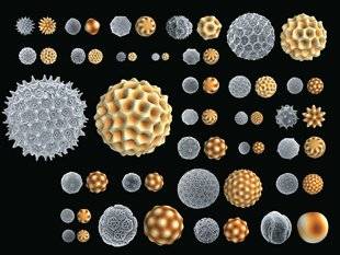 Science & Vie 1220 LA DIVERSITÉ DES FORMES DE POLLENS S'EXPLIQUE ENFIN