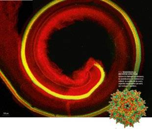 Science & Vie 1220 DES VIRUS MODIFIÉS ONT LE DON DE GUÉRIR LA SURDITÉ