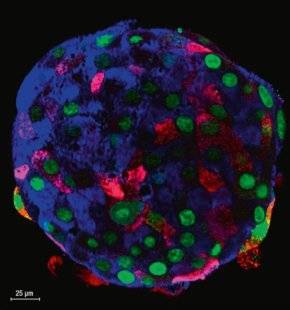 Science & Vie 1220 LES CELLULES HUMAINES SONT INCROYABLEMENT PLASTIQUES