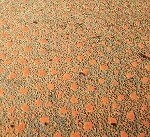 Science & Vie 1220 LES CERCLES DE FÉES SERAIENT EN FAIT L'ŒUVRE DE LA PLUIE