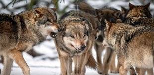 Science & Vie 1220 500 loups en France… Et maintenant ?