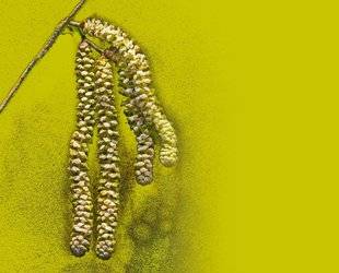 Science & Vie 1220 Les clés pour comprendre les allergies respiratoires
