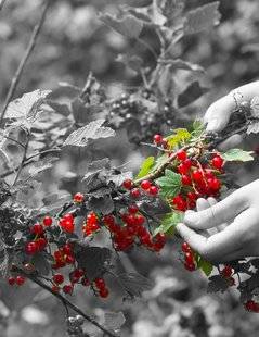 Science & Vie 1220 Notre façon de cueillir des fruits en dit long sur nos gènes