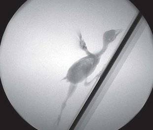 Science & Vie 1220 Pourquoi certains oiseaux sautillent et d'autres marchent ?