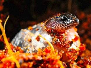 Science & Vie 1221 UNE ESPÈCE DE LÉZARD PEUT À LA FOIS PONDRE ET ACCOUCHER